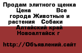 Продам элитного щенка › Цена ­ 30 000 - Все города Животные и растения » Собаки   . Алтайский край,Новоалтайск г.